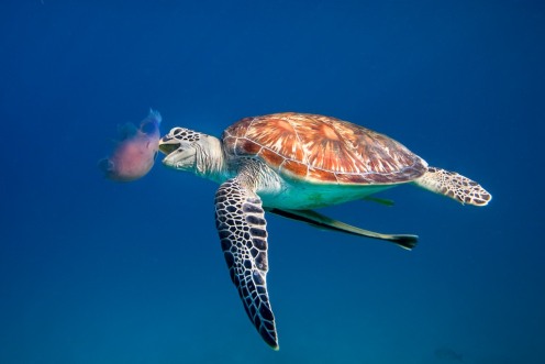 Turtle & Jellyfish